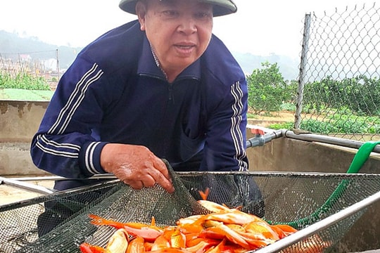 Tết ông Công, ông Táo: Người nuôi cá chép nhận đặt cọc hàng trăm triệu đồng
