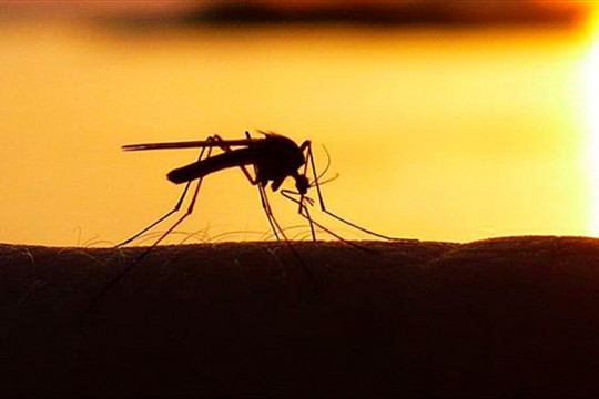 Trong vòng xoáy bất tận của dịch bệnh: Con người bây giờ đang truyền ngược ký sinh trùng sốt rét lại cho muỗi