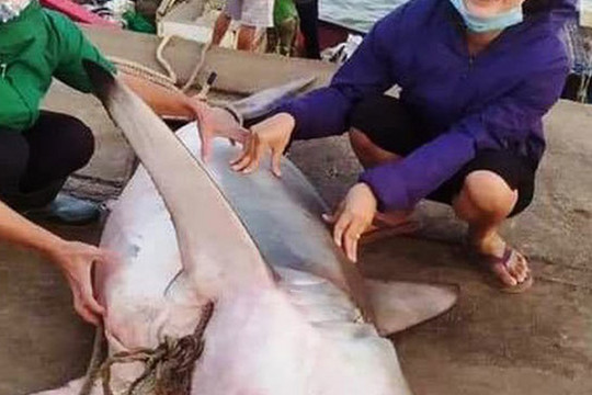 Ngư dân bắt được cá lạ giống cá mập, bán 18 triệu đồng