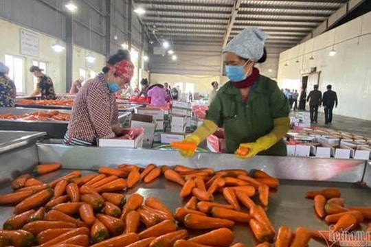 Từ tâm dịch Hải Dương thông hàng sang Hàn Quốc: Bán giá cao hiếm thấy