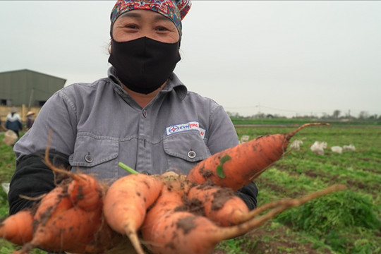 Nông dân gấp rút 'vét' rau củ thu hồi vốn sau khi TP Chí Linh gỡ phong tỏa