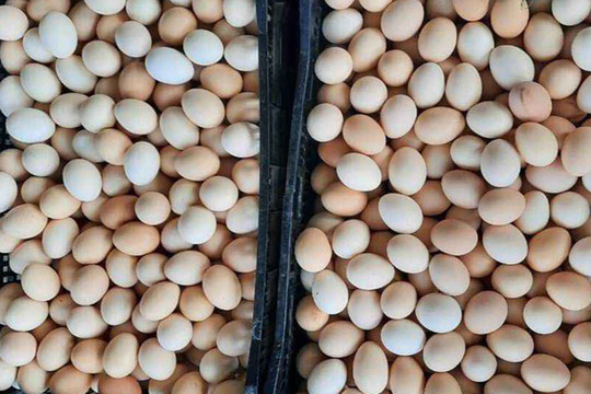 Trứng gà giảm giá kỷ lục, rao bán la liệt rẻ chưa từng có