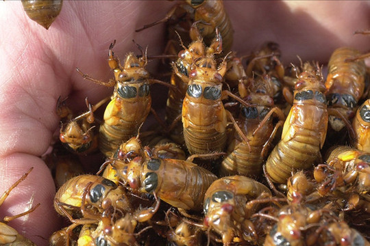 Mỹ: Hàng tỷ con côn trùng 'đội mồ' chui lên sau 17 năm, 'tấn công' khắp 15 bang