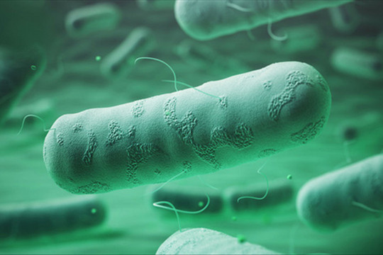 Tìm thấy loài vi khuẩn 'biến dạng' qua 10 thế hệ để chống chọi với thuốc kháng sinh