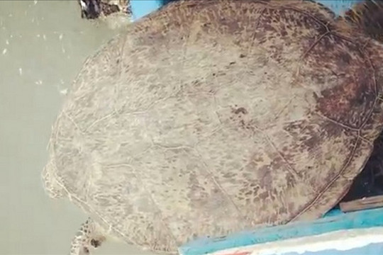 Rùa biển quý hiếm dài hơn 1m, nặng 120kg mắc lưới ngư dân