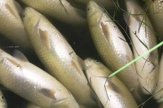 Gần 30 tấn cá chết bất thường dọc bờ biển Thanh Hóa