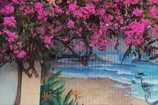 Khởi tố, bắt giam kẻ cưa trộm hoa giấy 20 năm tuổi ở Vũng Tàu