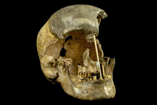 Tái tạo bộ gene người hiện đại cổ nhất thế giới từ hộp sọ 45.000 năm tuổi