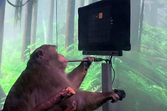 Được startup của Elon Musk cấy chip vào não, con khỉ này có thể chơi game hoàn toàn bằng ý nghĩ