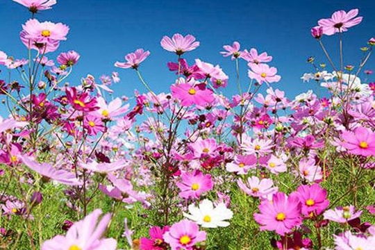 Hạt giống Việt Nam được đưa lên trồng trên vũ trụ