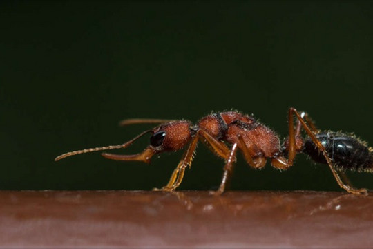 Loài kiến kì lạ 'thu nhỏ' bộ não để làm kiến chúa