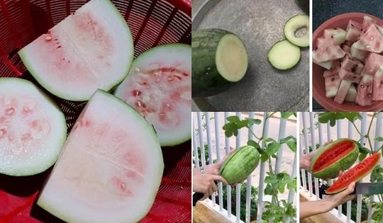 Những pha bổ quả cho thấy dưa hấu là loại trái cây 'bán đứng' con người nhiều nhất