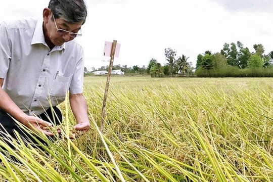 'Cha đẻ' gạo ST25: Đã có DN Việt tại Mỹ muốn hỗ trợ vụ bảo hộ thương hiệu