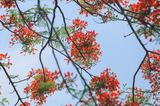 Phố phường Hà Nội rực rỡ sắc hoa phượng đỏ tháng 5