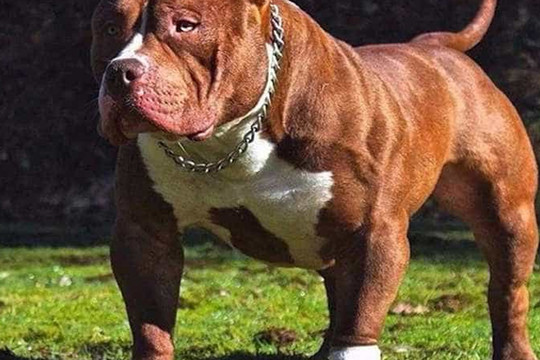 Chó Pitbull cắn chết người: Loài chó hung dữ này có bị cấm nuôi?