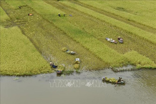 Ninh Bình: Đặc sắc mùa gặt ở Tam Cốc