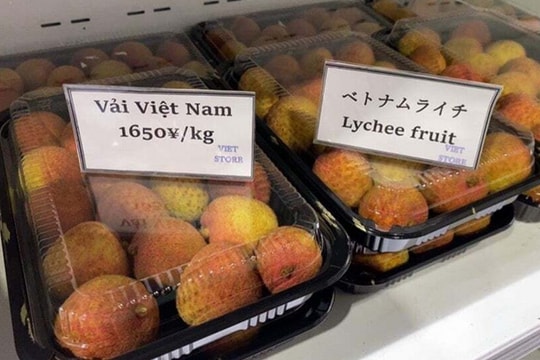 Khách hàng Nhật Bản cam kết nhập khẩu khoảng 1 nghìn tấn vải thiều từ Bắc Giang
