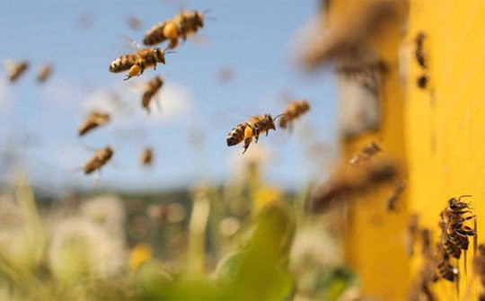 Bí mật thú vị về 'bãi yêu' ong mật đực đợi ong chúa đến giao phối