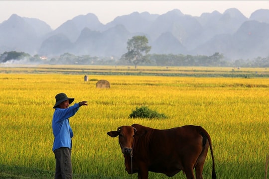 Cảnh quê vùng ngoại ô Hà Nội đẹp nao lòng mùa lúa chín