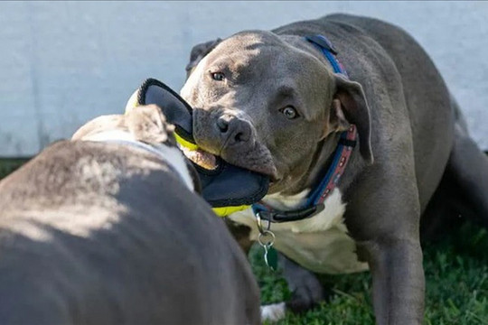 Tại sao vết cắn của chó Pitbull đáng sợ hơn những giống chó khác?
