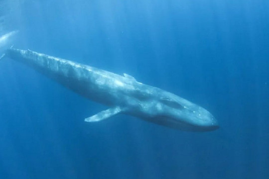 Máy dò bom hạt nhân phát hiện loài cá voi mới 'ẩn náu' ở Ấn Độ Dương