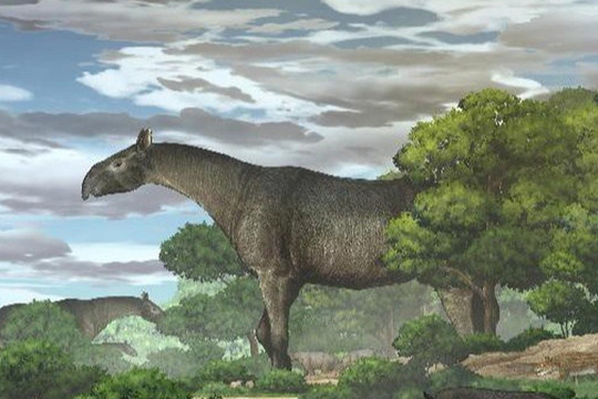 Hóa thạch tê giác siêu khổng lồ, lớn hơn cả voi ma mút ở Trung Quốc