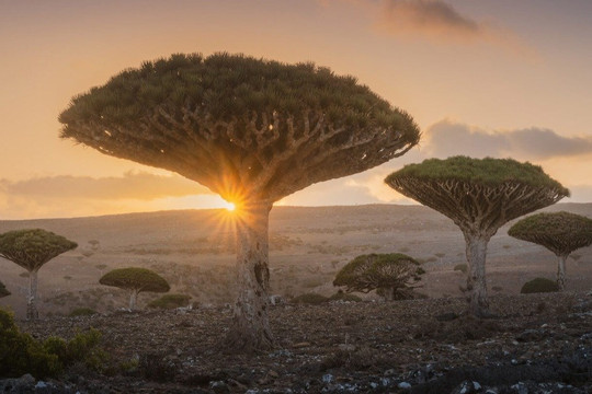 Kỳ lạ loài cây trăm tuổi có 'rễ mọc ngược' ở hòn đảo 'ngoài hành tinh'