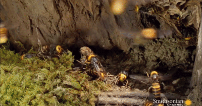 Trận chiến nảy lửa giữa hai tổ ong bắp cày khổng lồ, cái kết bi thảm cho những kẻ thua cuộc