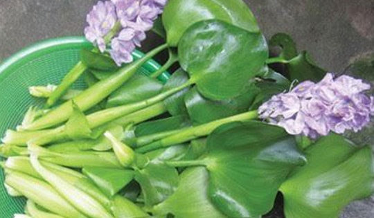 Từ loại cây hoang làm thức ăn cho gia súc 'biến' thành hàng xuất ngoại đắt giá