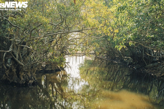 Ảnh: Vẻ đẹp hút hồn rừng ngập mặn duy nhất trên vùng đầm phá lớn nhất Đông Nam Á