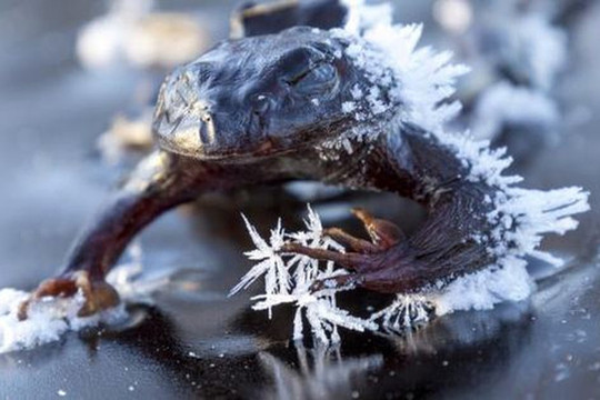 Kỳ lạ loài ếch 'hóa đá' vào mùa đông, mùa xuân sống lại