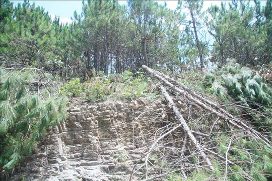 Điều tra vụ phá rừng dưới chân Núi Voi theo phản ánh của báo chí