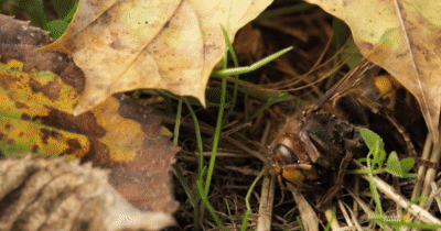 Hành động đáng sợ của bầy ong thợ khi mùa đông đến: Vứt bỏ con non, thanh trừng cả ong chúa