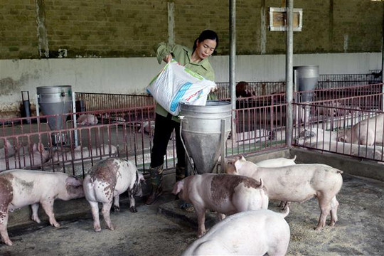 Giá lợn hơi vẫn giảm bất chấp việc ngừng nhập lợn sống từ Thái Lan