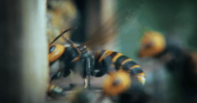 Ong bắp cày khổng lồ châu Á tàn sát ong mật châu Âu, 30.000 con chết chỉ trong 3 tiếng