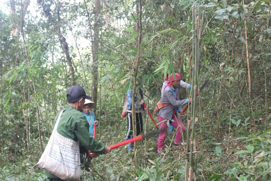 Người dân bản Hua Rốm (Điện Biên) yên tâm giữ rừng.