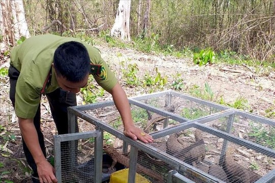 Xử phạt hơn 1 tỷ đồng hai trường hợp mua bán lâm sản và nuôi nhốt động vật trái pháp luật