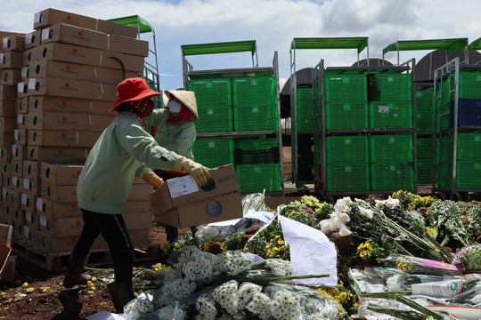 Lâm Đồng: Hàng triệu cành hoa xuất khẩu sang Australia nguy cơ thành phân bón