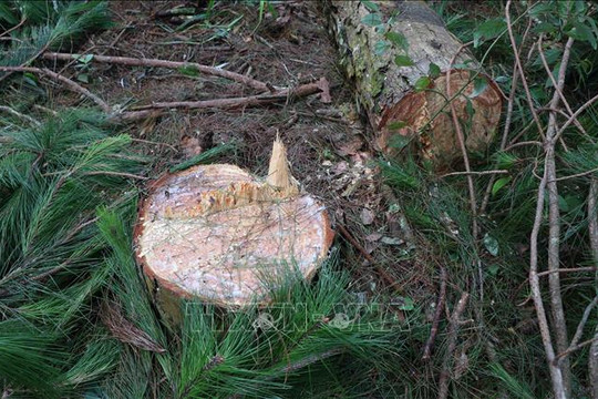 Hàng chục ha rừng phòng hộ trên đèo Pha Đin bị khai thác trái phép