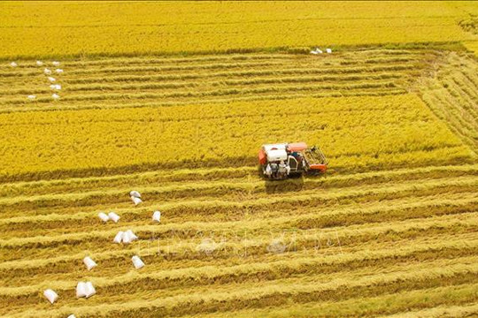 Thị trường nông sản tuần qua: Giá lúa ổn định