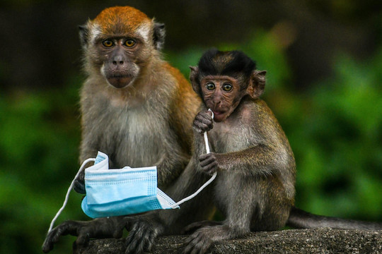 Trung Quốc ghi nhận trường hợp tử vong đầu tiên do lây nhiễm virus hiếm gặp từ khỉ