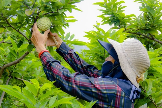 Thu hàng trăm tỷ đồng mỗi năm nhờ trồng loại quả vừa ngọt vừa dai