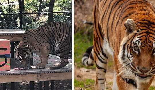 Con hổ sống lâu nhất thế giới trong khu bảo tồn, ăn bằng ‘đĩa bạc’, có hồ bơi riêng