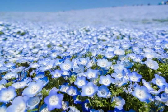 Cánh đồng hoa xanh Hitashi - Điểm du lịch "thần tiên" ở Nhật Bản