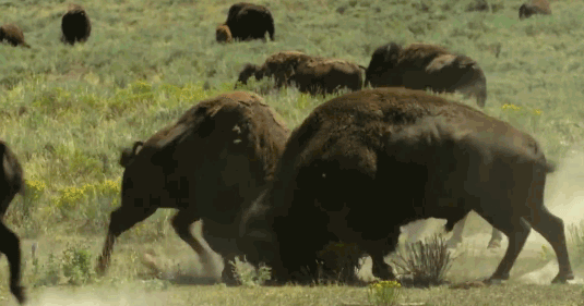 Cuộc chiến khốc liệt của những ‘gã khổng lồ’ ở Yellowstone