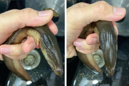 Mua lươn phát hiện chi tiết lạ, cô gái vứt đi rồi hỏi: Ăn được không?