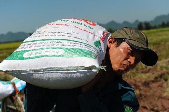 Đề xuất Chính phủ tăng mua dự trữ lúa vào kho quốc gia