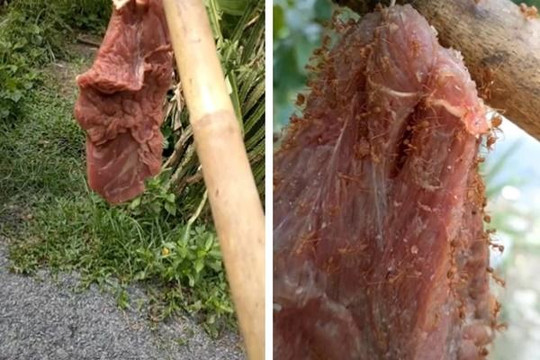 Đặc sản rất 'dị' ở Việt Nam: Thịt bò treo lên cây, đợi kiến bu đầy mới ăn