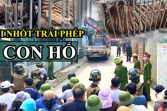 Vụ xây hầm nuôi nhốt trái phép 17 cá thể hổ ở Nghệ An, đây là loài hổ gì?