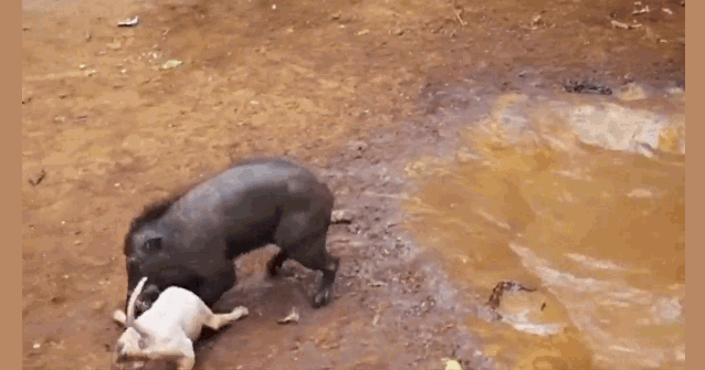 Clip: Lợn rừng tử chiến chó Pitbull và cái kết gay cấn đến khó tin